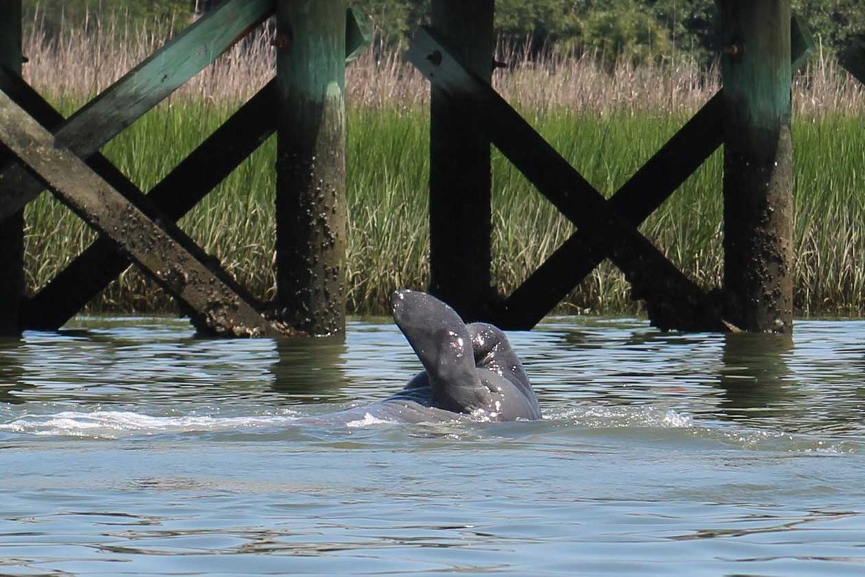 manatee swimming in shem creek