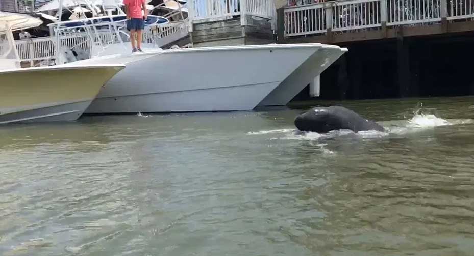 wildlife on shem creek 02