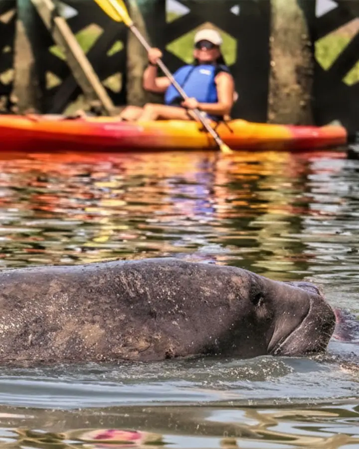 Charleston Kayak Rentals 02