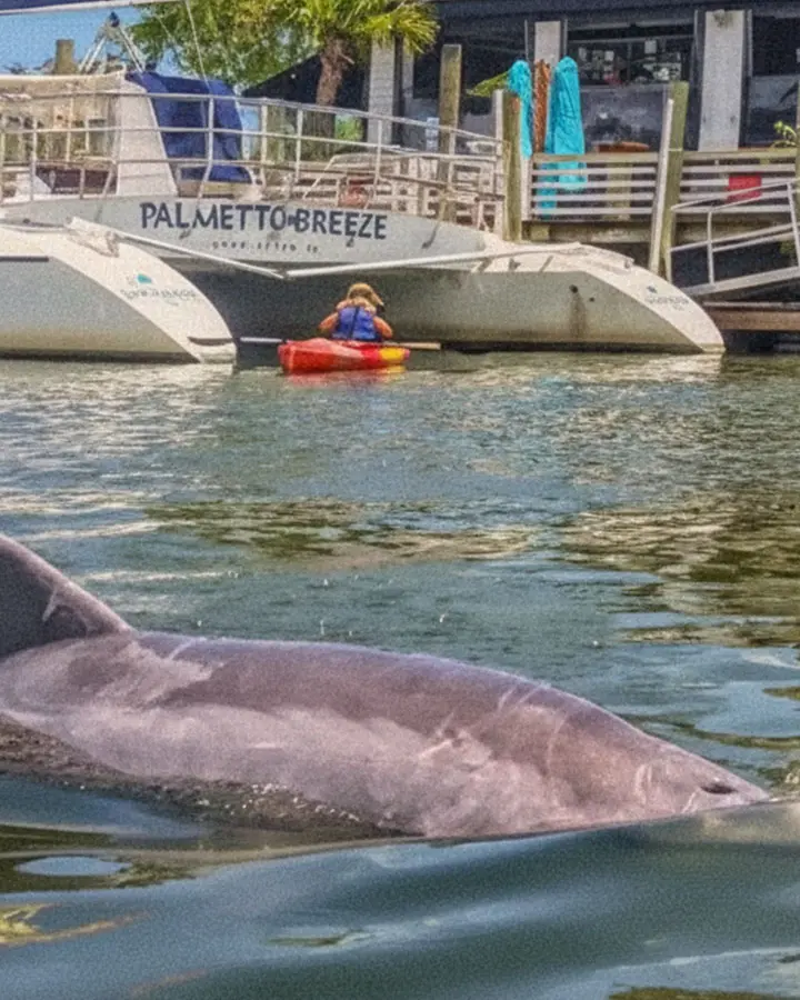 Charleston Kayak Rentals 06