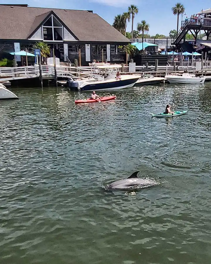 Charleston Kayak Rentals 07