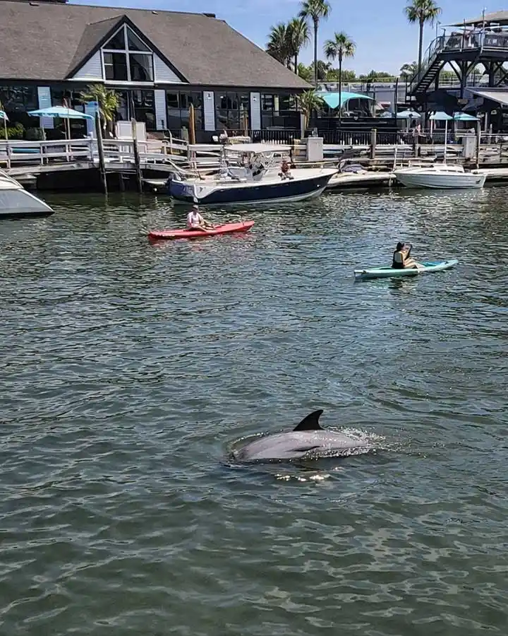Charleston Kayak Tours 06