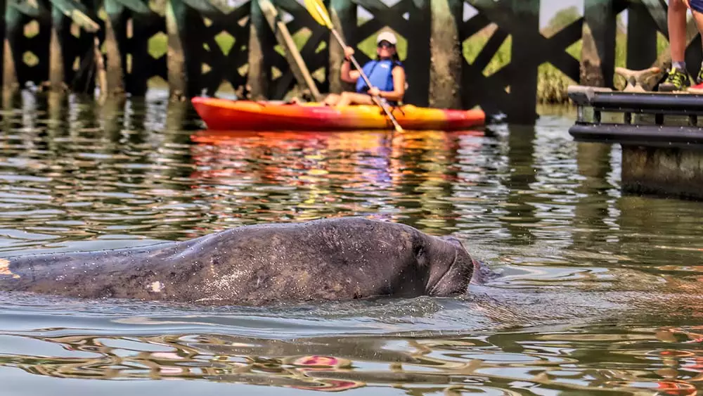 Charleston  Kayak and Paddleboard 04