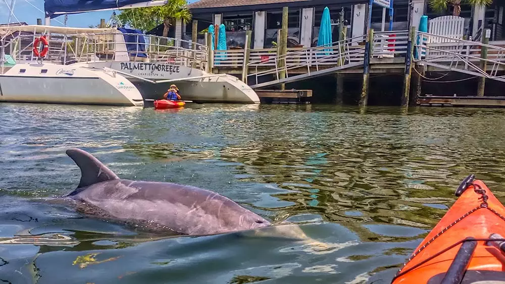 Charleston  Kayak and Paddleboard 08