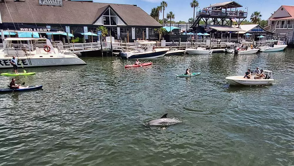 Charleston  Kayak and Paddleboard 12