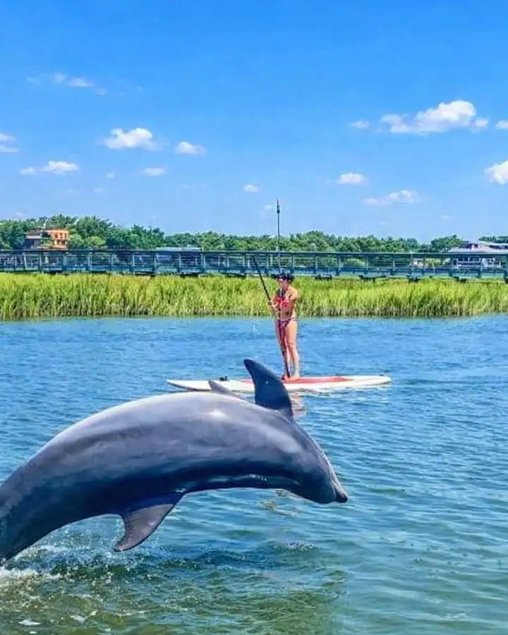 Charleston Paddleboard Tours 01